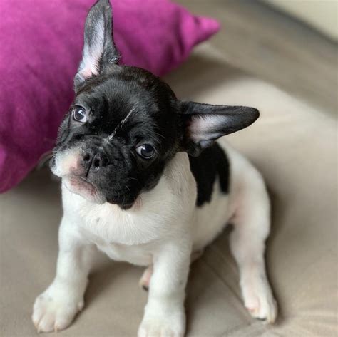 Five males and four females in the litter. . French bulldog florida